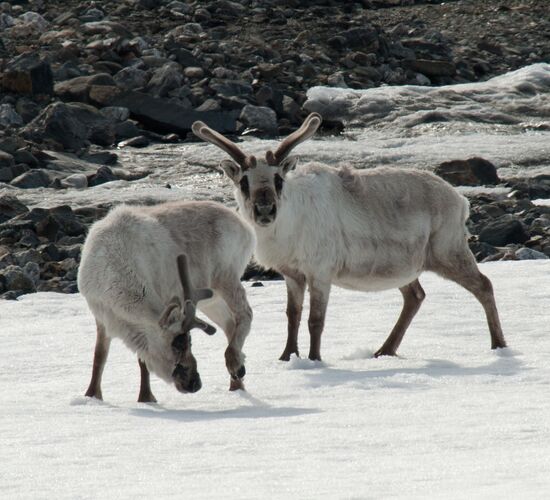 Südspitzbergen & Bäreninsel Explorer © Nordspitzbergen
